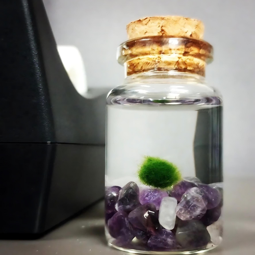 Moss Niño - Amethyst