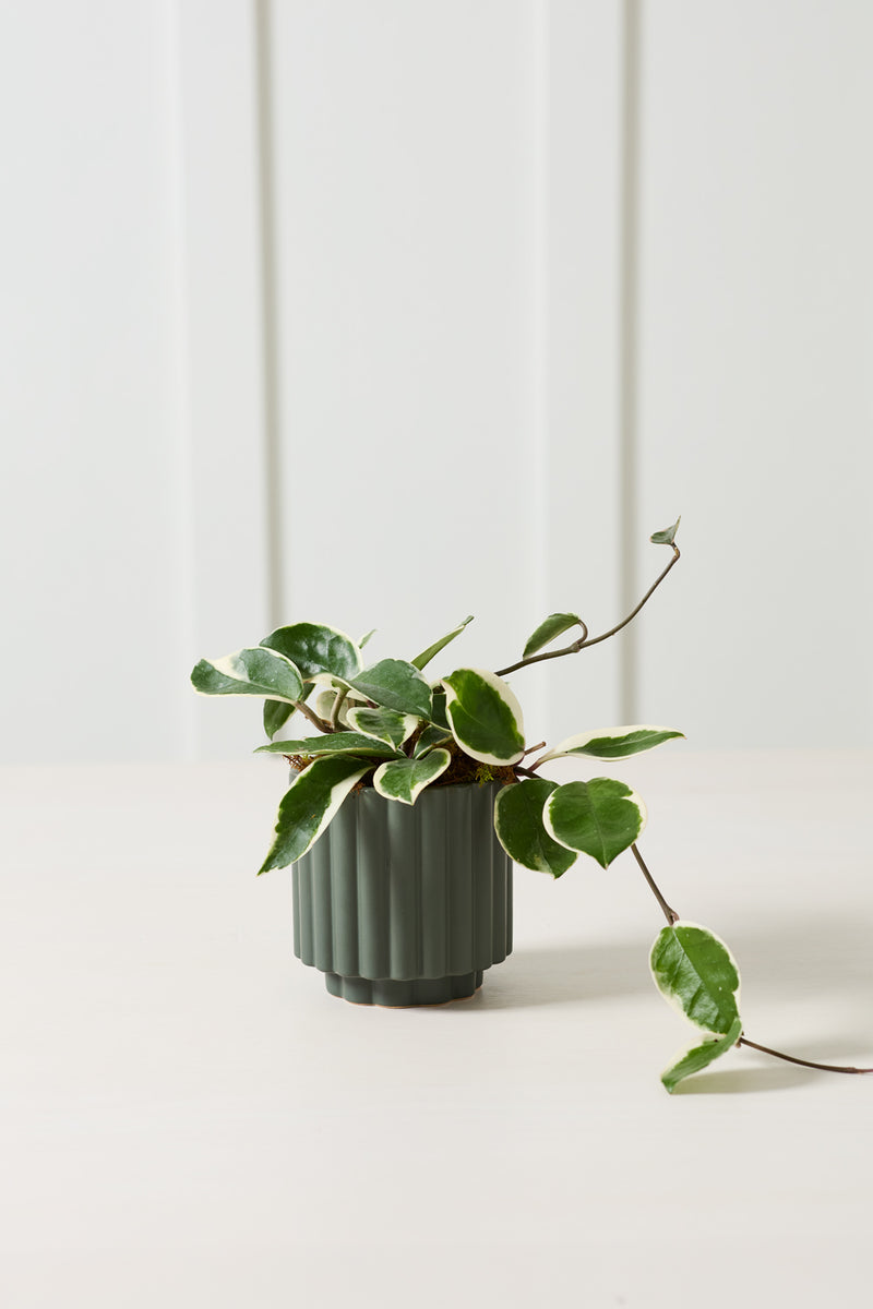 fluted planter pot Fluted Planter Pot – RunningonBlooms