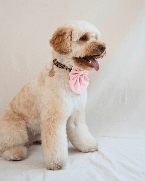 Waterproof Leopard Dog Collar