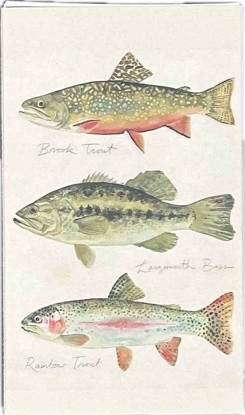 Matchbox - Trout