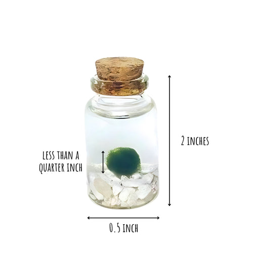 Moss Niño - Classic White