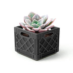 Fancy Plants Milk Crate Planter