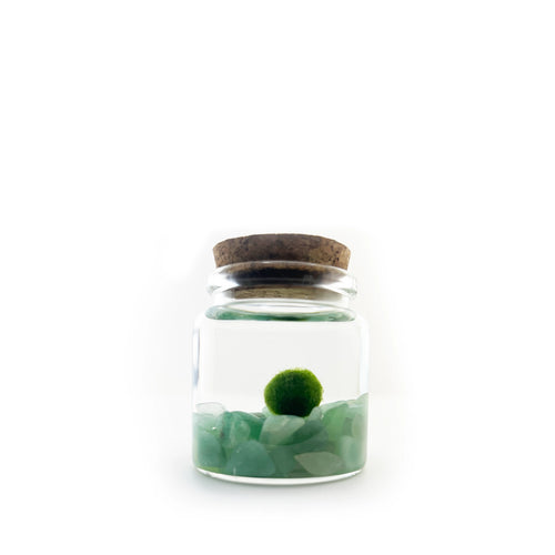 Moss Rico - Adventurine
