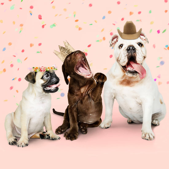 Pawty Hats Dog Hats - Set of 3