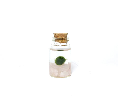Moss Niño - Rose Quartz