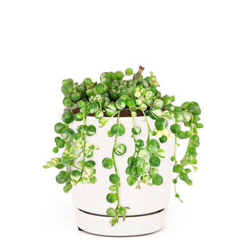 [HOUSEPLANT] Variegated String Of Pearls - 4 inch