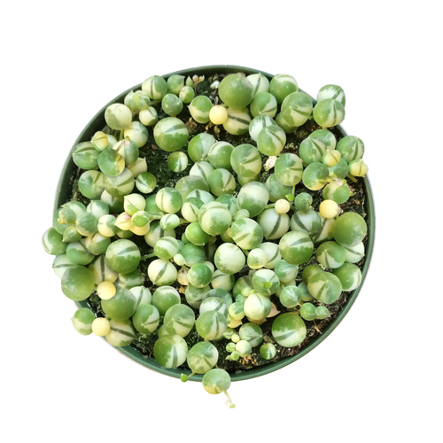 [HOUSEPLANT] Variegated String Of Pearls - 4 inch