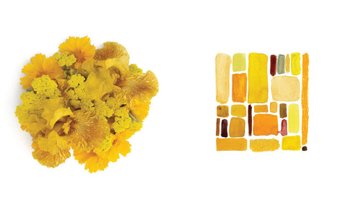 Color Curious Book