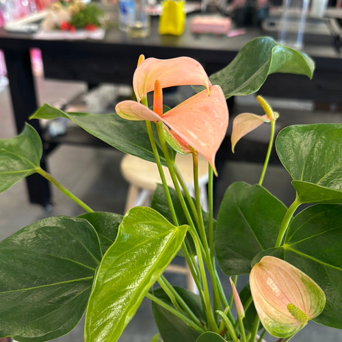 [HOUSEPLANT] 4” Anthurium - Light Pink