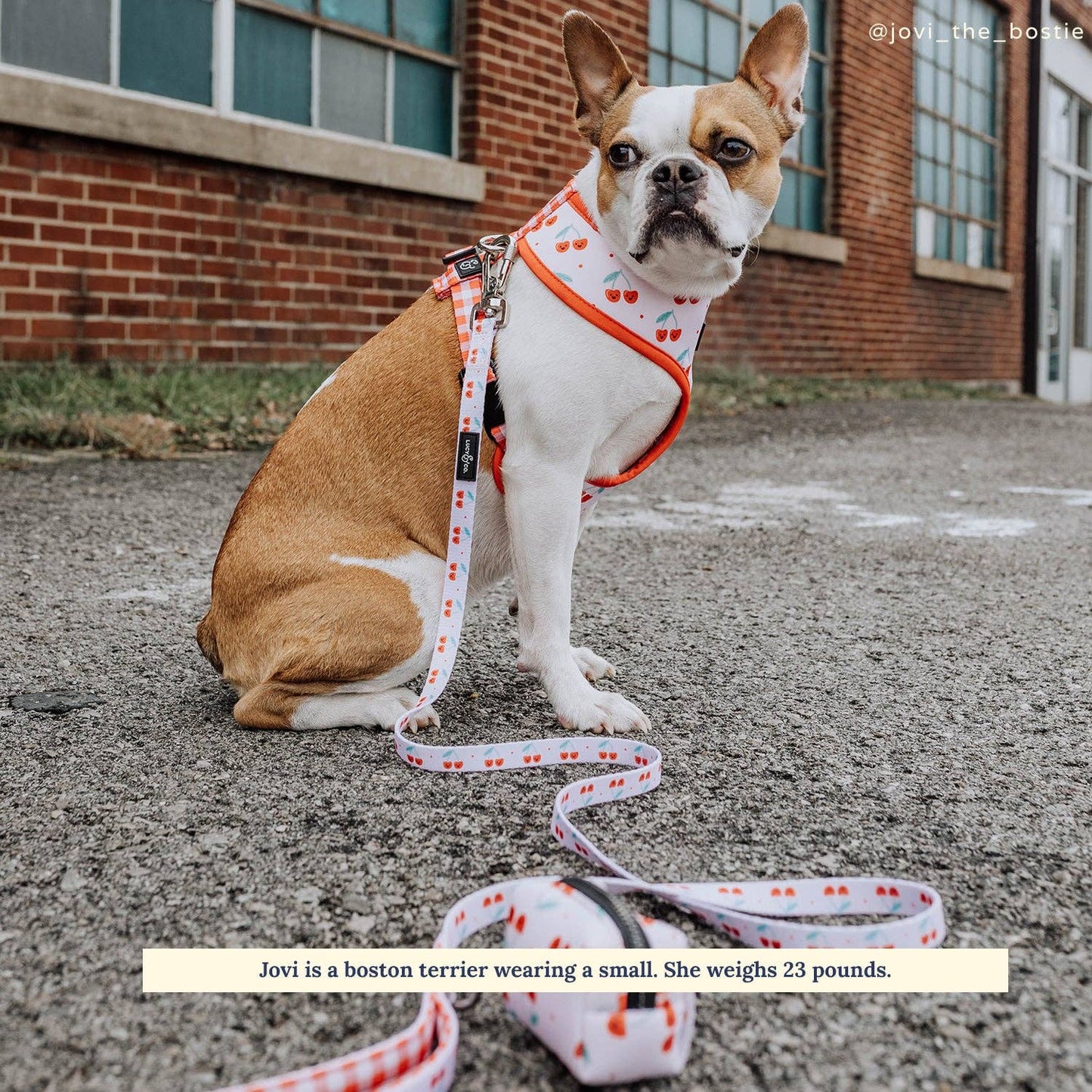 The Cheery Cherries Dog Leash