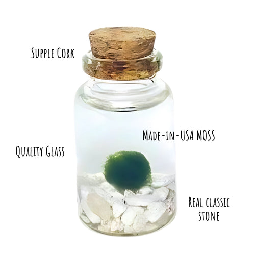 Moss Niño - Classic White