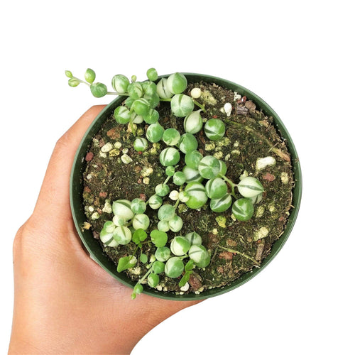 [HOUSEPLANT] Variegated String Of Pearls - 4 inch