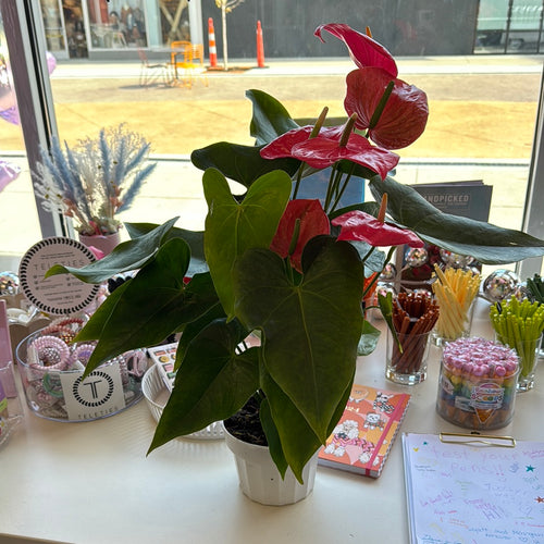 [HOUSEPLANT] 6” Anthurium - Pink
