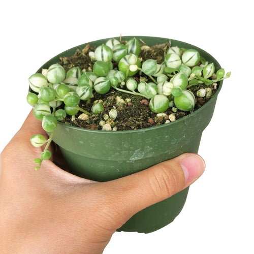 [HOUSEPLANT] Variegated String Of Pearls - 4 inch