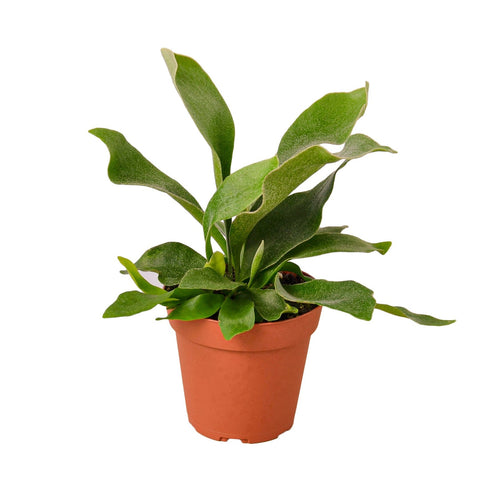 [HOUSEPLANT] 2" Staghorn Fern