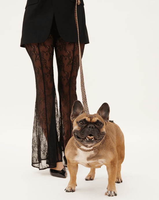 Waterproof Leopard Dog Collar