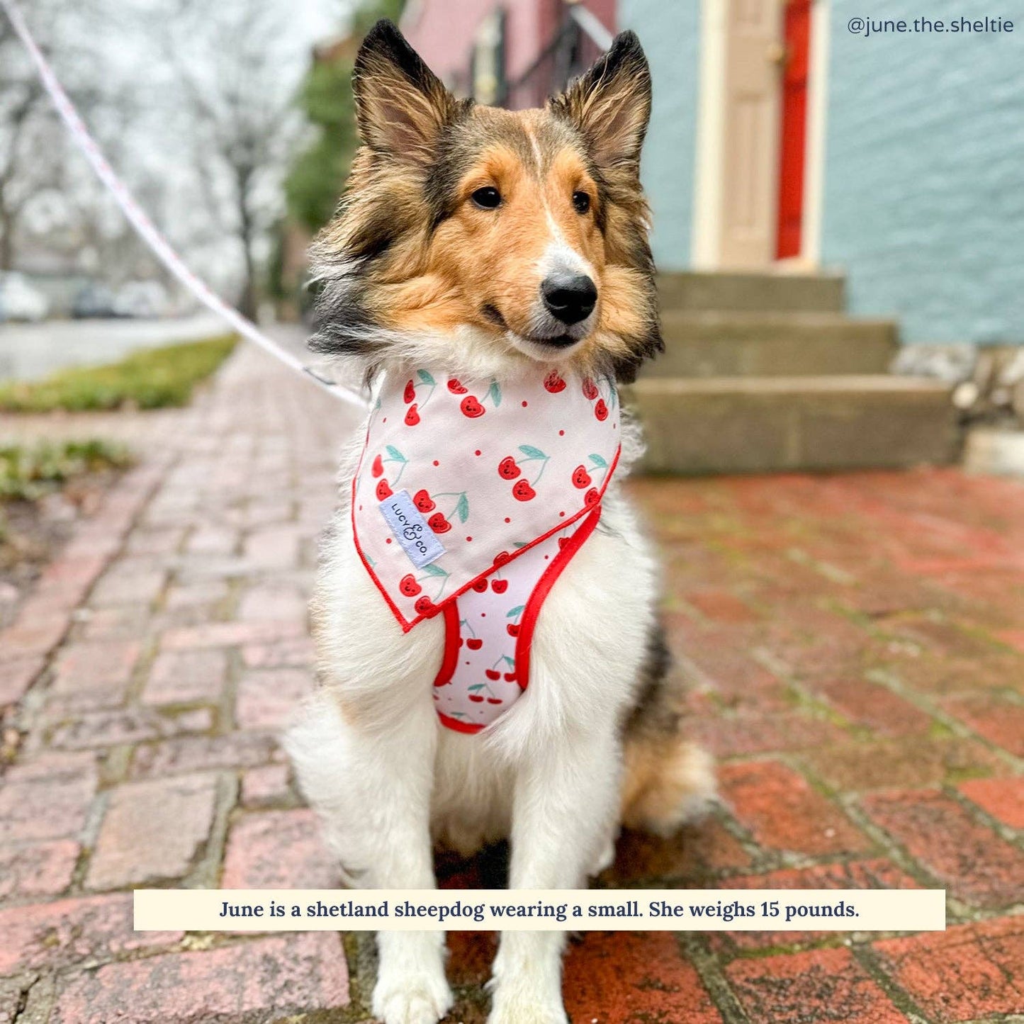 Dog Bandana - Cheery Cherries