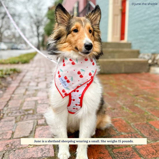 Dog Bandana - Cheery Cherries