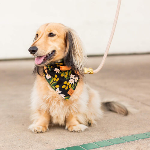 Flax Marine Rope Dog Leash
