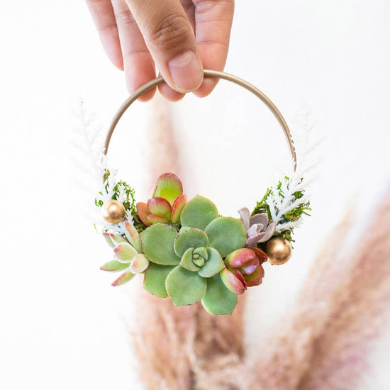 Live Succulent Ornament in Kraft Gift Box