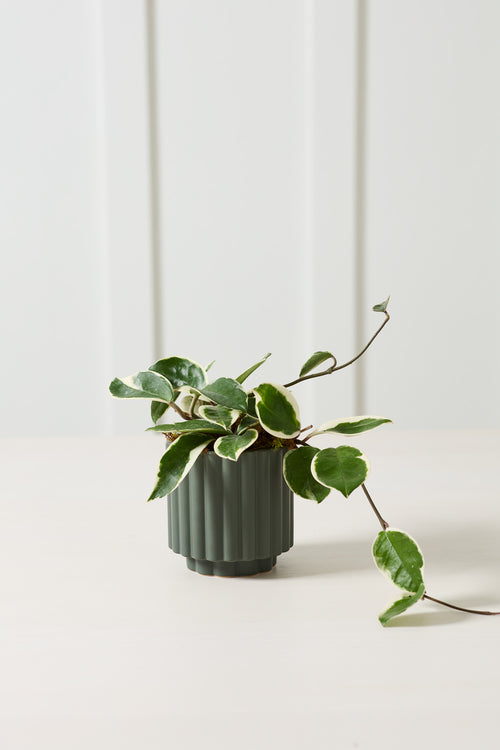 Fluted Planter Pot