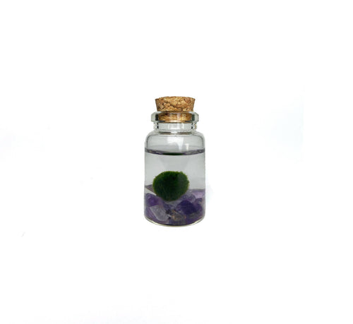 Moss Niño - Amethyst