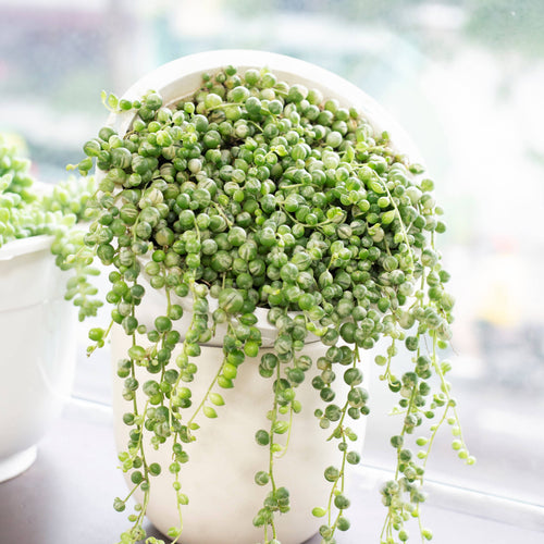 [HOUSEPLANT] Variegated String Of Pearls - 4 inch