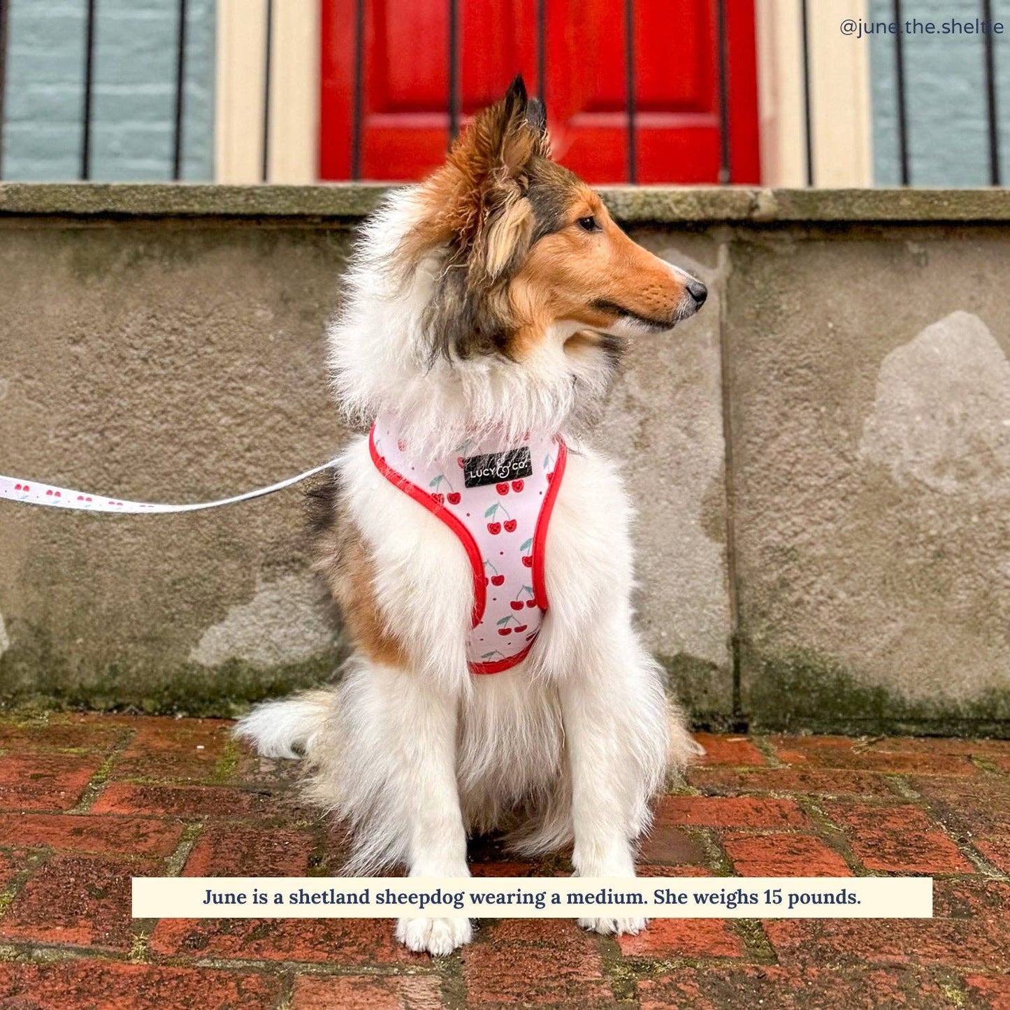 The Cheery Cherries Reversible Harness