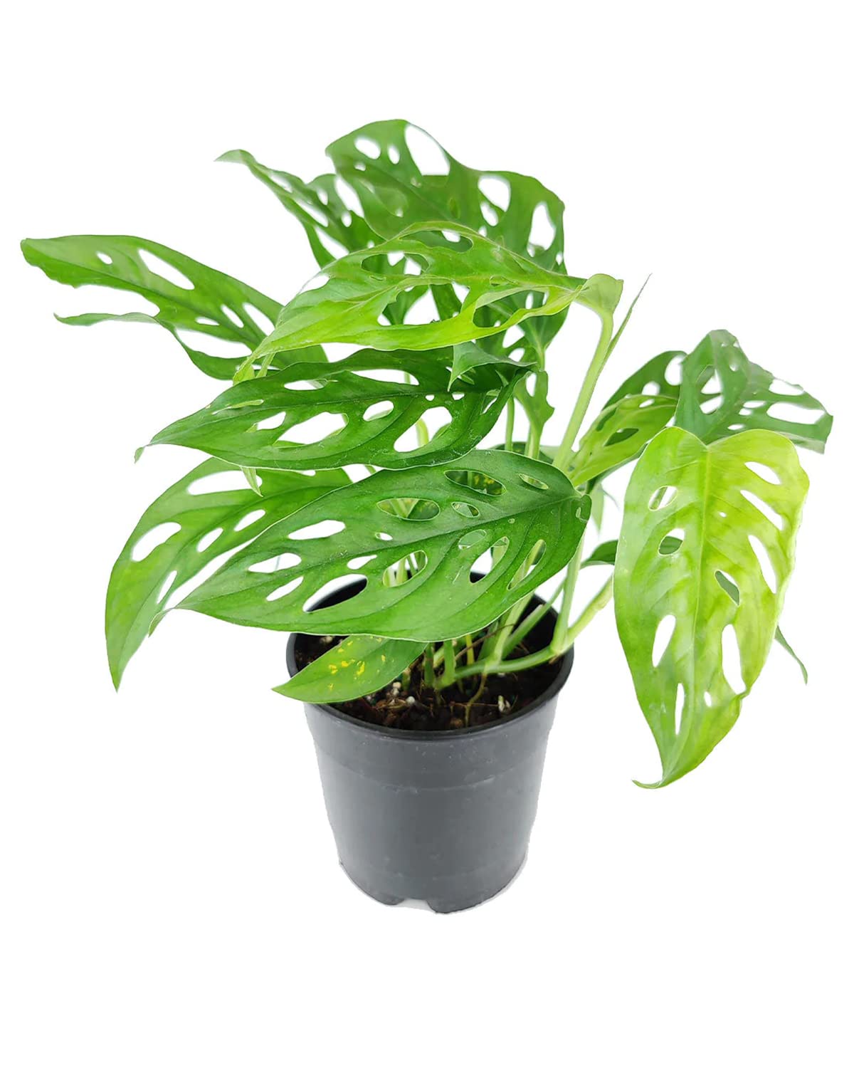 [HOUSEPLANT] 4” Swiss Cheese Philodendron