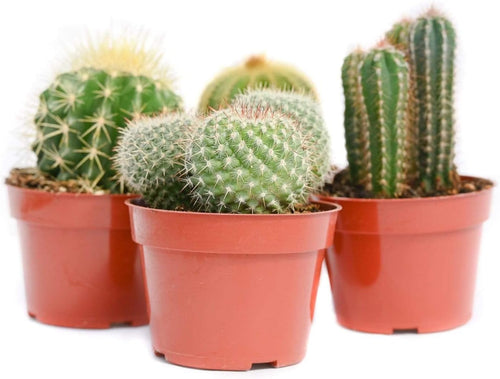 [HOUSEPLANT] 4” Premium Cactus