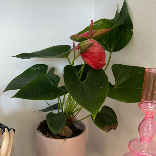 [HOUSEPLANT] 4” Anthurium - Pink