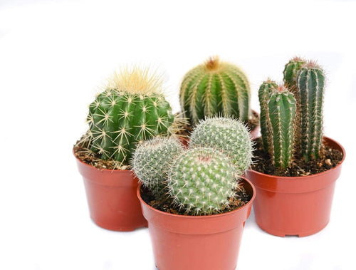 [HOUSEPLANT] 4” Premium Cactus