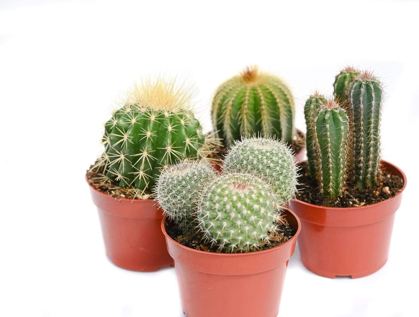 [HOUSEPLANT] 4” Premium Cactus
