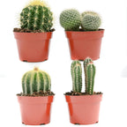 [HOUSEPLANT] 4” Premium Cactus