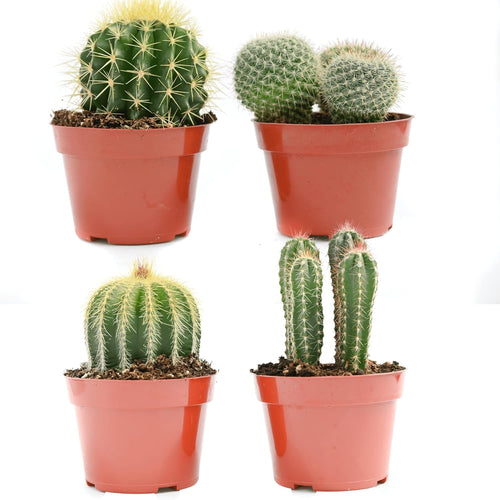 [HOUSEPLANT] 4” Premium Cactus