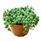 [HOUSEPLANT] String Of Pearls - 4 inch
