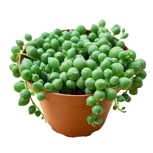 [HOUSEPLANT] String Of Pearls - 4 inch