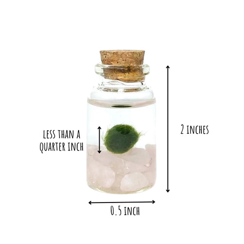 Moss Niño - Rose Quartz