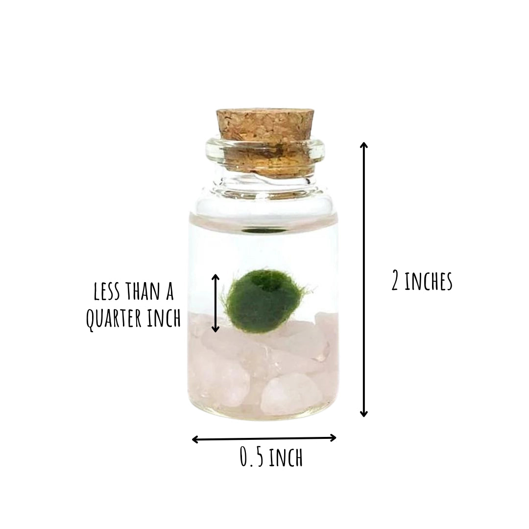 Moss Niño - Rose Quartz