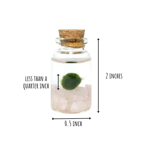 Moss Niño - Rose Quartz