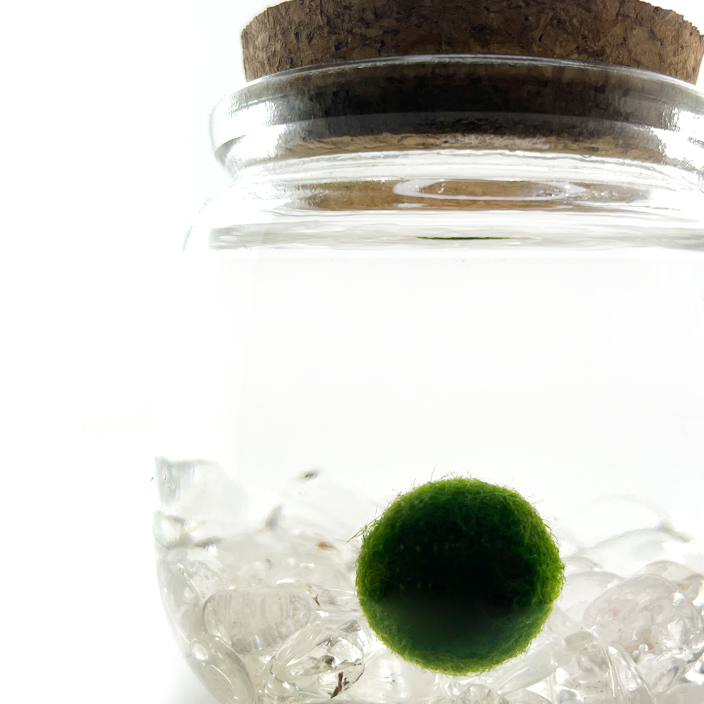 Moss Chico - Clear Quartz