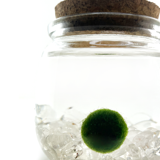 Moss Chico - Clear Quartz