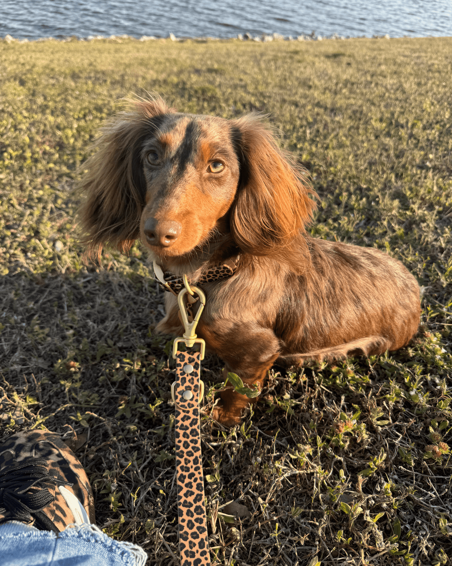 Waterproof Leopard Dog Collar