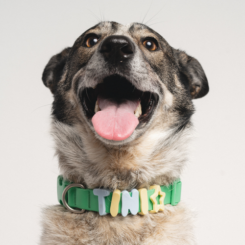 Silicone Dog Collar Charms