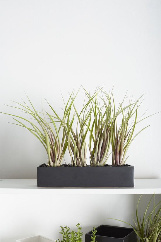 Black Long&Low Planter