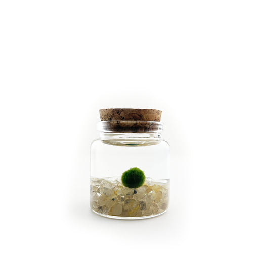 Moss Rico - Golden Quartz