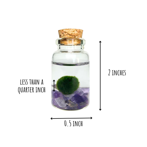 Moss Niño - Amethyst