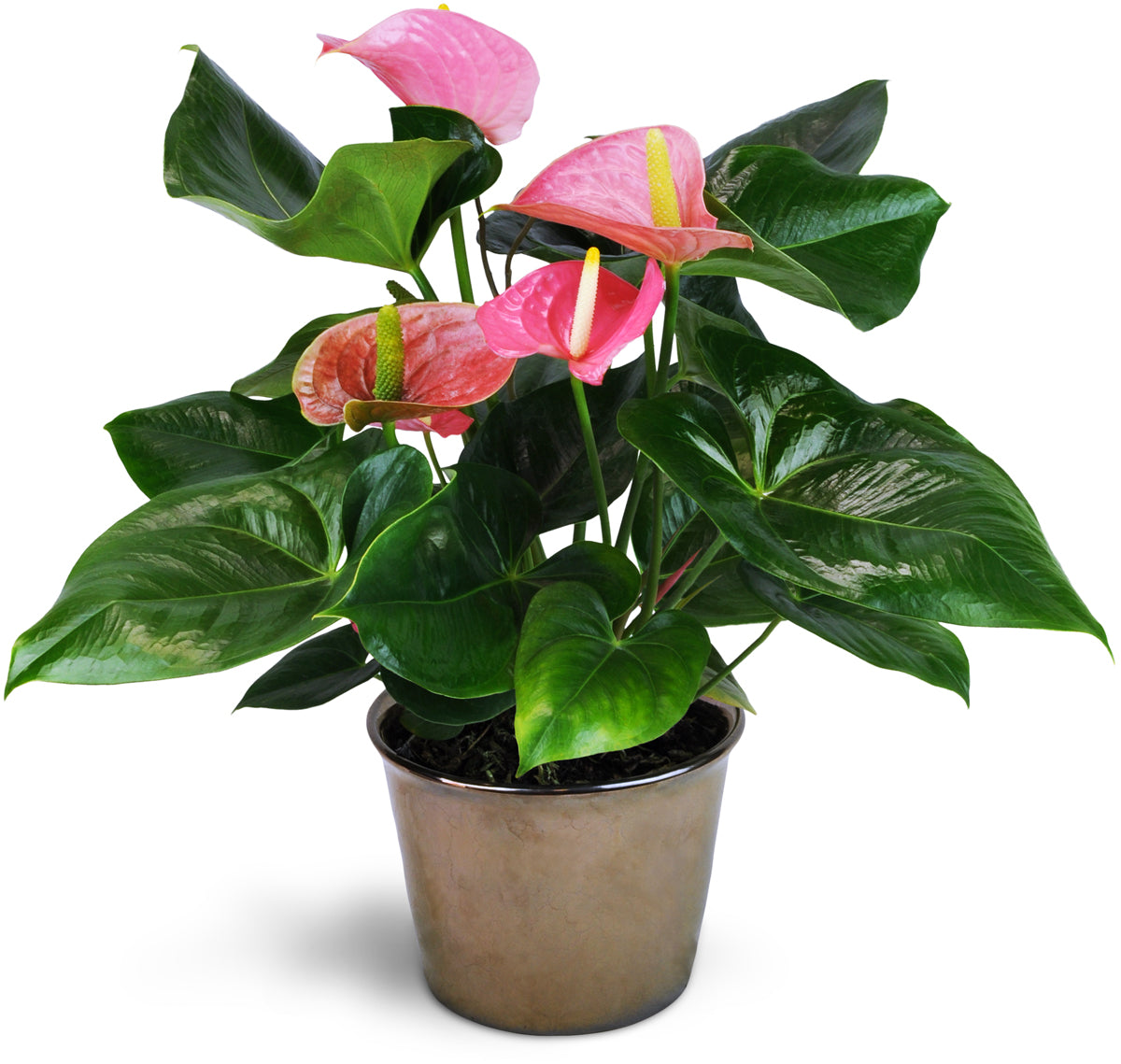 4” Anthurium - Pink