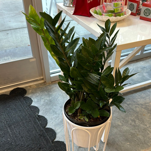 [HOUSEPLANT] 6” ZZ