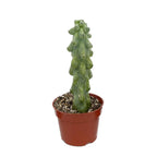 [HOUSEPLANT] 4" Boobie Cactus